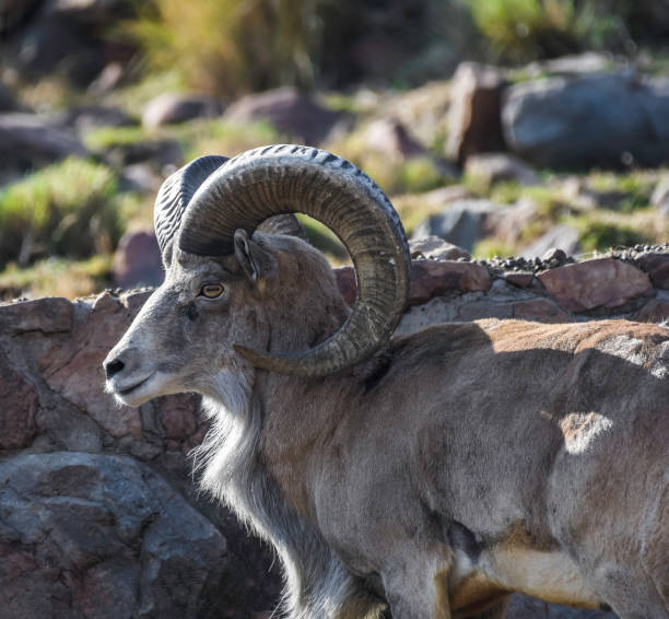 bighorn sheep or mountain sheep ram with big horns - north dakota imagens e fotografias de stock