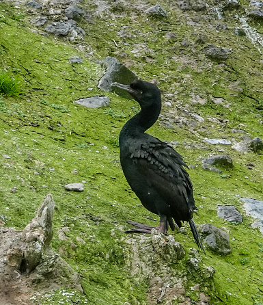 Lone Stewart Island shag (cormorant) standing on a grassy slope.