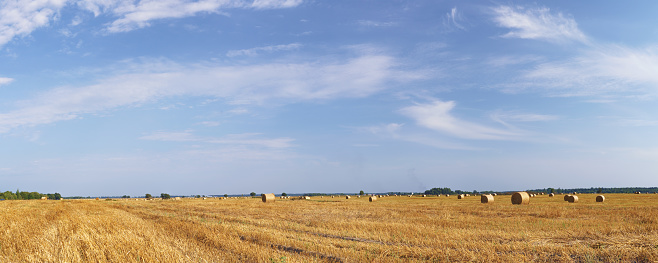 Yellow harvested field with haystacks large panoramic view. Bright rural landscape at sunny day