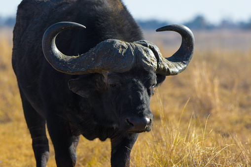 African Buffalo bull portrait with big horns in Rietvlei nature reserve