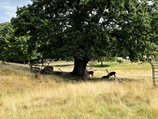 istock A view of a Red Deer 1429431819