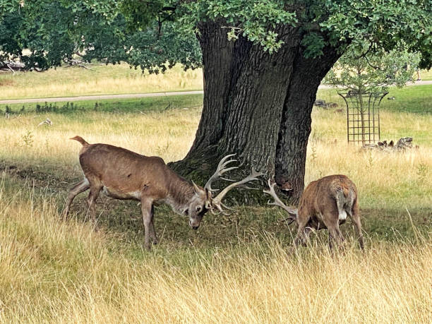 istock A view of a Red Deer 1429431820
