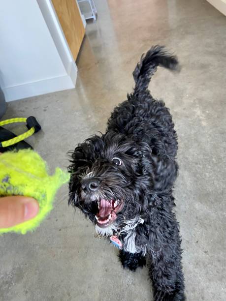 istock Happy Mini Springer Doodle playing fetch with a tennis ball 1429432086