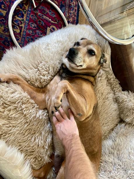 istock Happy dog getting a belly rub 1429432220