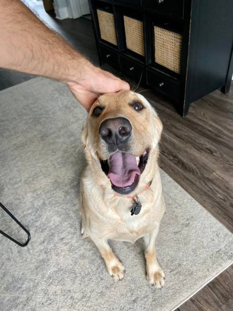 istock Happy Labrador Retriever sitting and getting pet on the head 1429432786