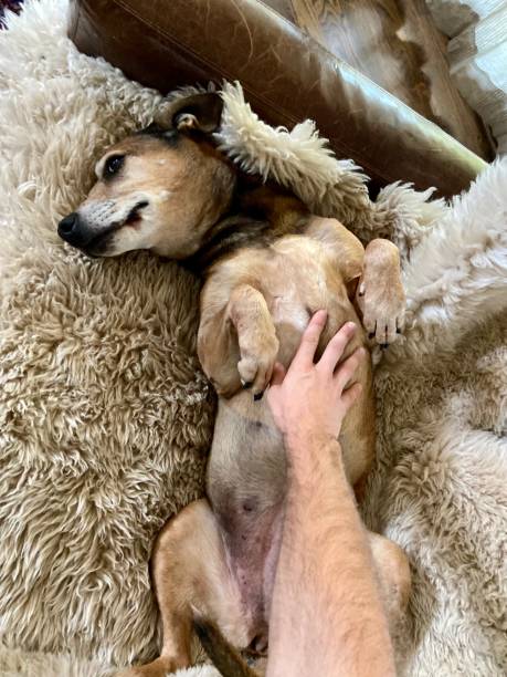 istock Happy dog getting a belly rub 1429432848