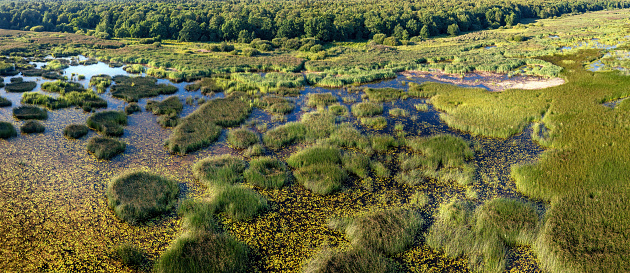 Islands of reeds overgrown water and distant forest on the marshy shore. Large aerial panoramic scenic view