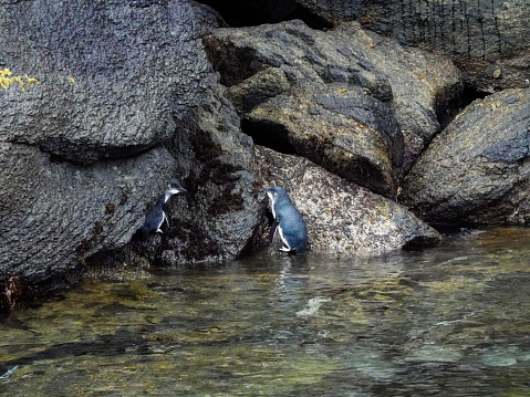 Pair of Little Blue Penguins on rocks, Stewart Island, New Zealand.