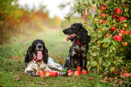 Two cute black and white spaniels in an orchard. Dogs near an apple tree with red ripe fruits. Red apples lie on the ground under a tree.