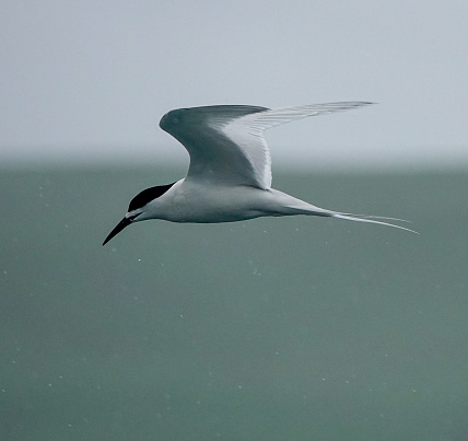 White-fronted tern in flight, close up with rain drops.
