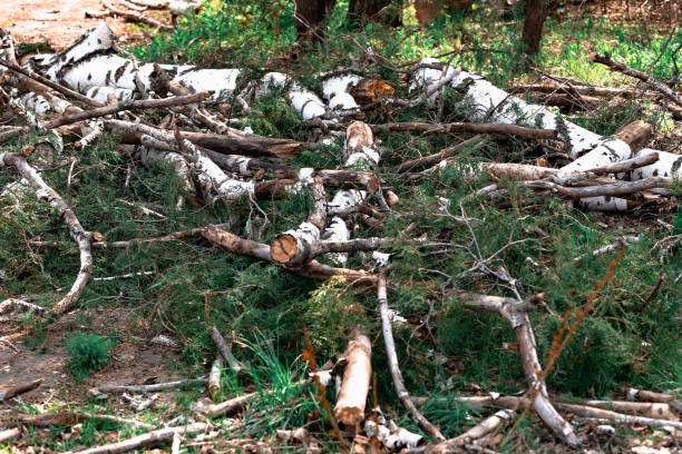 Felled trunks and branches from a birch, white with black patches of natural materials in a birch grove, in nature, the destruction of living vegetation, a modern problem of ecology stock photo