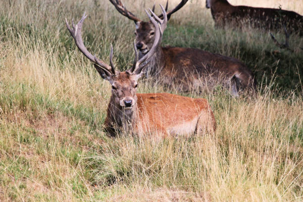 istock A close up of a Red Deer 1429435772