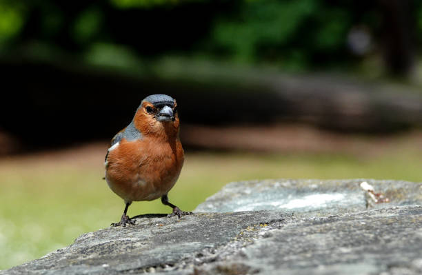 Male chaffinch (Fringilla coelebs), small passerine bird, stands on a tiled surface