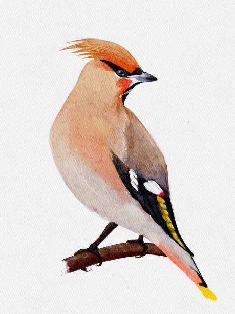 istock Watercolor waxwing on a branch. Bird on an white background, drawing. 1429436014