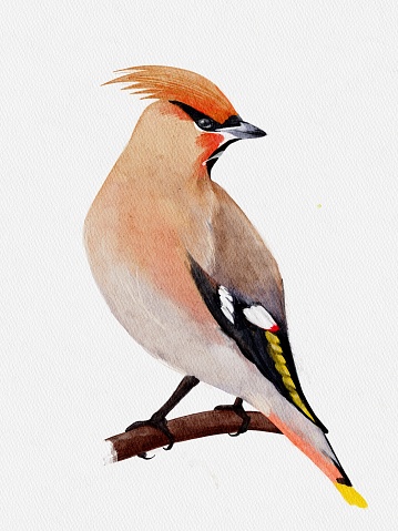 Watercolor waxwing on a branch. Bird on an isolated white background, drawing.