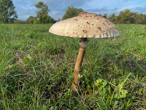 Macrolepiota procera, the parasol mushroom growing in a meadow.