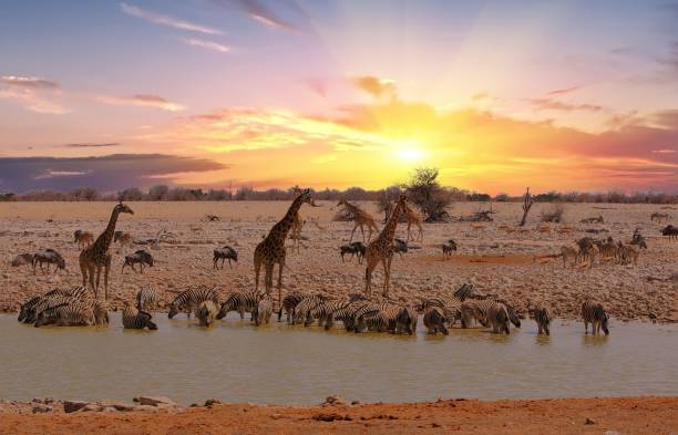 okaukeujo waterhole teeming with animals - giraffe namibia africa animal imagens e fotografias de stock