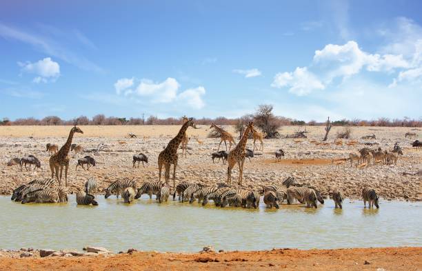 istock Okaukeujo waterhole teeming with animals 1429438096