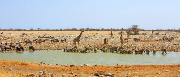 istock Okaukeujo waterhole teeming with animals 1429438111