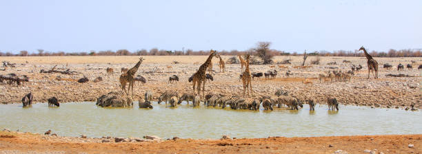istock Okaukeujo waterhole teeming with animals 1429438112