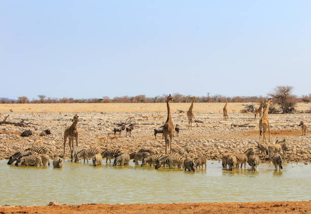 istock Okaukeujo waterhole teeming with animals 1429438118