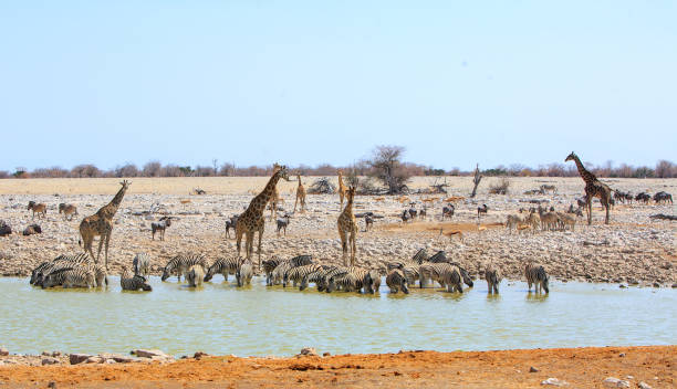 istock Okaukeujo waterhole teeming with animals 1429438122