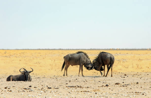 istock Two Blue Wildebeest having a tussle - fight with horns locked 1429438208