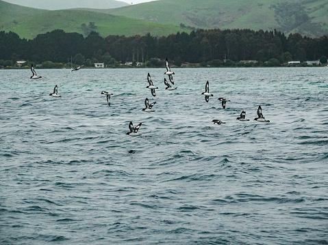 New Zealand Cape Pigeon flock flying fast over the sea.