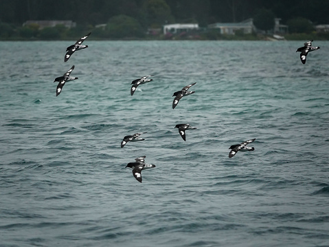 New Zealand Cape Pigeon flock flying fast over the sea.