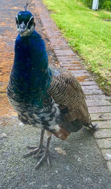 istock Elegant Irish Peacock - County Clare, Ireland 1429439660