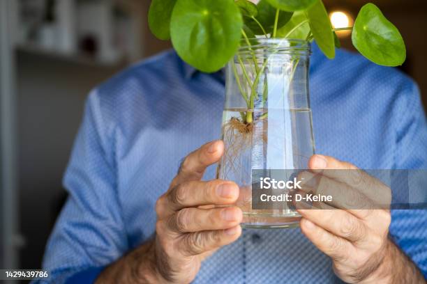 Flower Seedling Stock Photo - Download Image Now - Cultivated, Growth, Plant