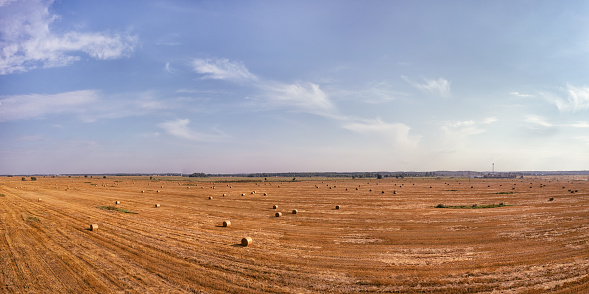 Yellow harvested field with haystacks large aerial panoramic view. Bright rural landscape at sunny day