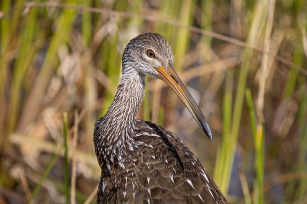 istock Limpkin up close face detail 1429440167