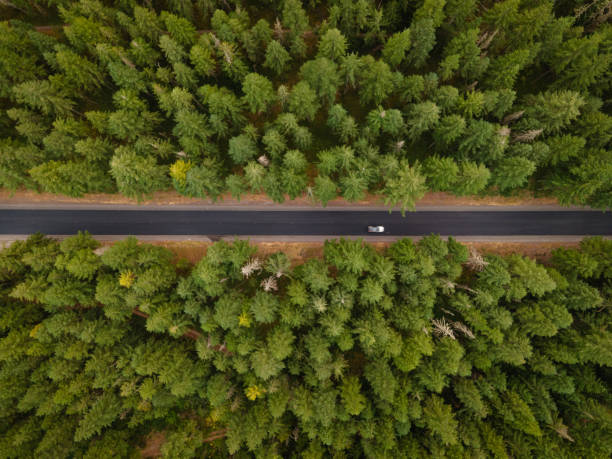 Drone View of Road Through the Mount Hood National Forest in Oregon Top down drone view of scenic road through pine trees in the Mount Hood National Forest in Oregon in the summer. eugene oregon stock pictures, royalty-free photos & images