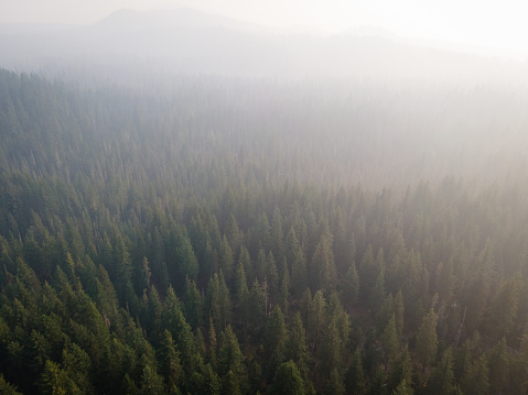 Drone view of pine forest in central Oregon in the summer with lots of wildfire smoke in the air.