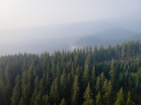 Drone view of pine forest in central Oregon in the summer with lots of wildfire smoke in the air.
