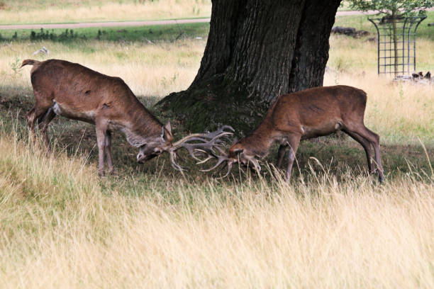 istock A close up of a Red Deer 1429440854