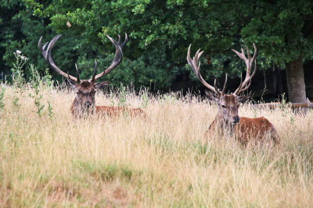 istock A close up of a Red Deer 1429440898
