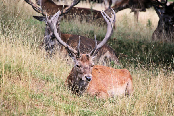 istock A view of a Red Deer 1429440994