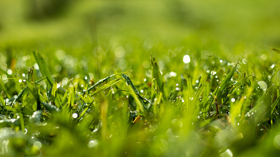 Green grass, close up photo, macro of field, background with bokeh.