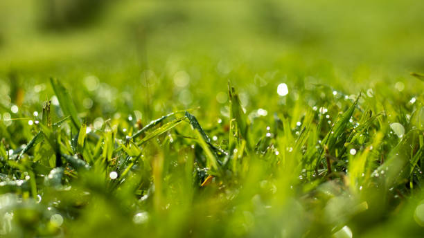 Nature photography, close up grass details, macro with background bokeh. stock photo