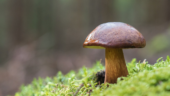 Boletus edulis - edible mushroom also known as penny bun, porcini, cep, porcino, king bolete. Growing in autumn forest with natural blurred background. Photo taken in Malmo, Sweden. Selective focus.