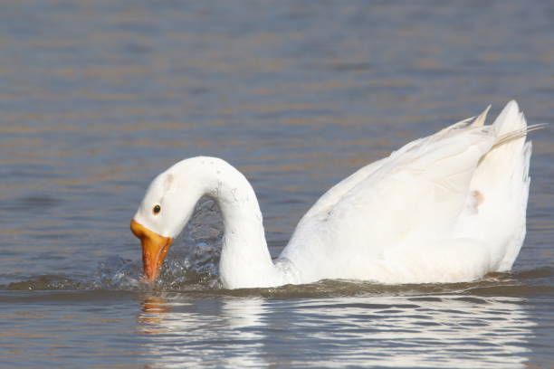 istock white goose swimming beak tuching in water 1429443417