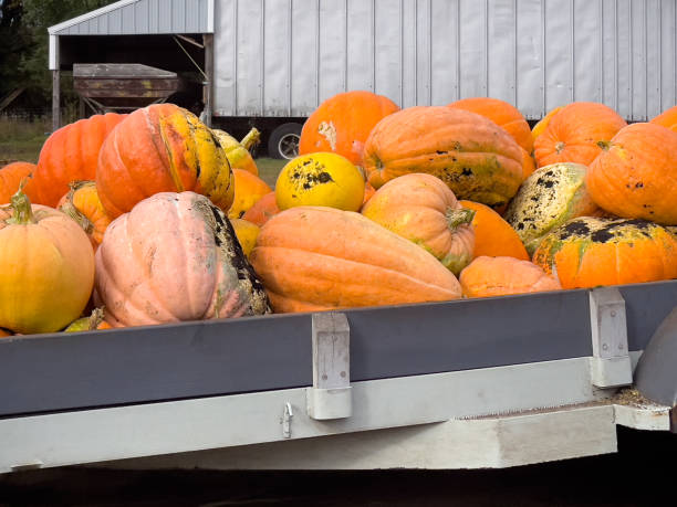 istock Pile of pumpkins 1429445245