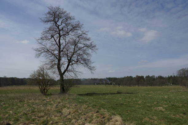 istock Poland, Masuira - lonelly tree on fields. 1429445302