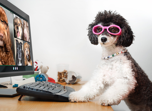 Group of dogs having an online meeting using a computer. Poodle, Labradoodle and morkie chatting online. Pets using a computer with glasses. Selective focus.