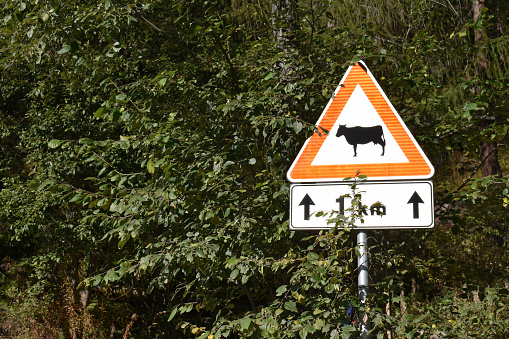 cows within one kilometer ahead