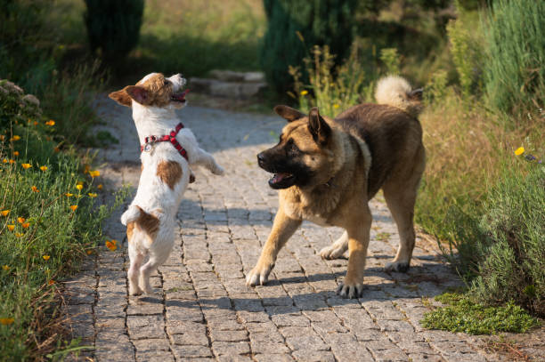 small dog is having fun with big dog