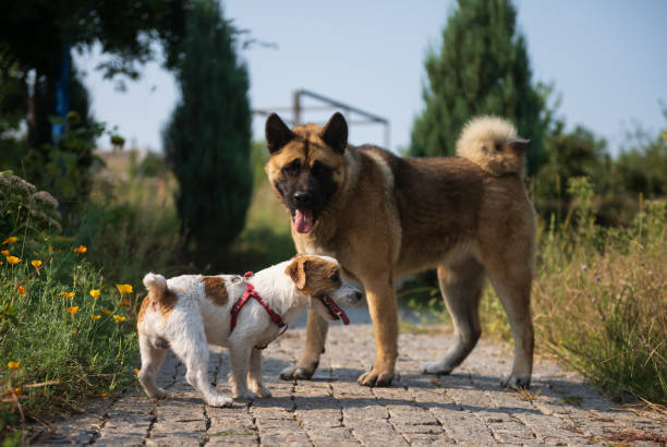 istock small dog is having fun with big dog 1429448383