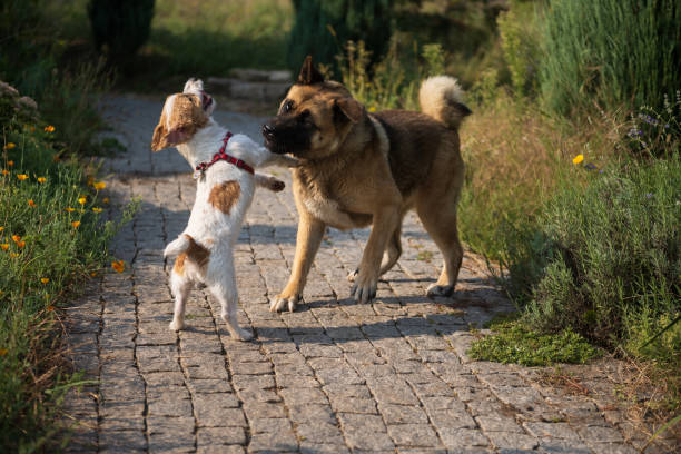 istock small dog is having fun with big dog 1429448396